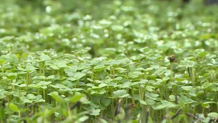 micro-greens being studied for feeding astronauts