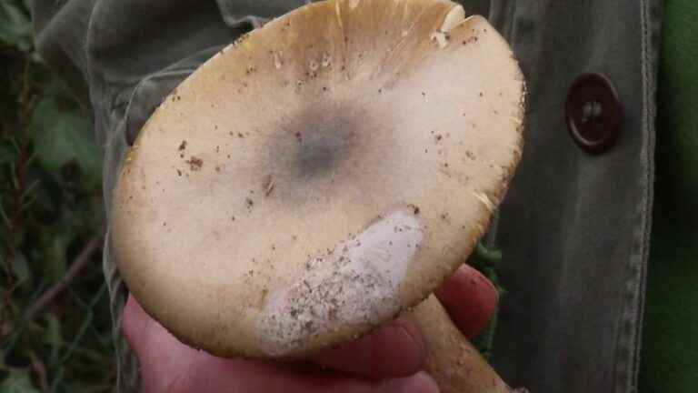 mushroom poisoning on the rise in the Great West