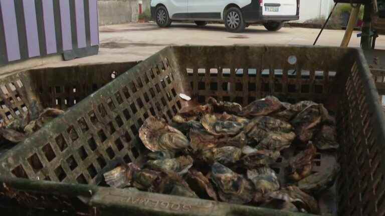 oysters will cost more due to increased production costs