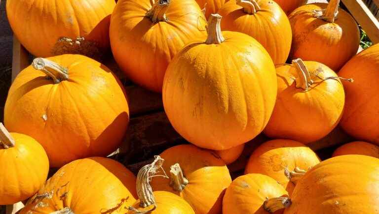 "A pumpkin soup, there is no better" : Mayenne fans of orange cucurbits