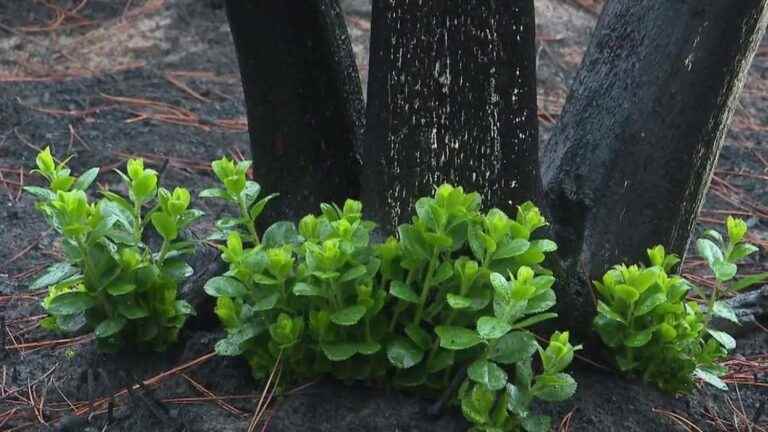 the Teste-de-Buch forest comes back to life