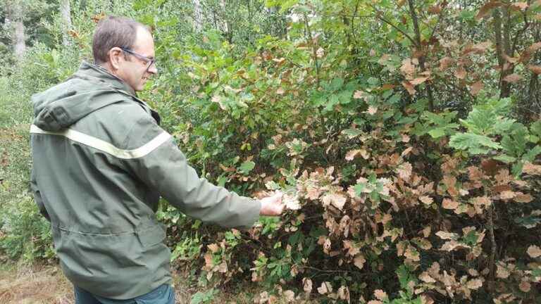 the drought has caused damage in the Gâvre forest