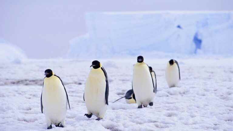 the emperor penguin listed as an endangered species