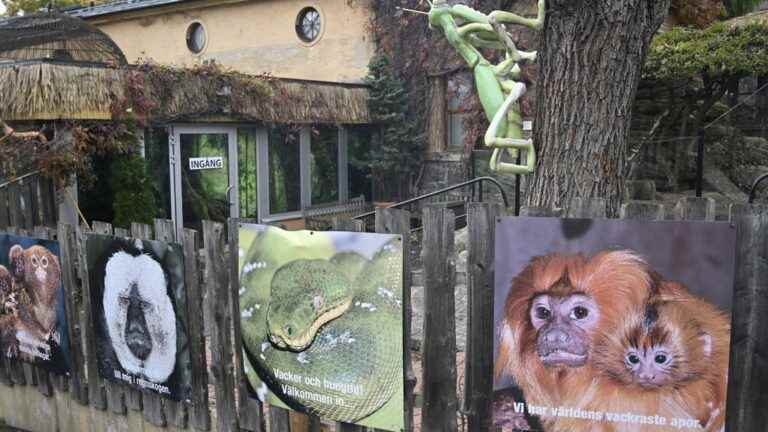 the escape of a king cobra nicknamed “Houdini” leads to the partial closure of a zoo