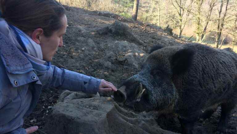 the last chance trial for Maurice the boar