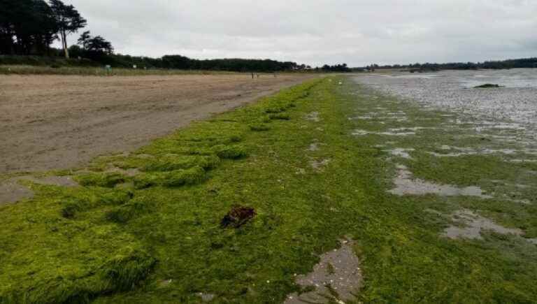 the mayor’s revolt against the state over green algae