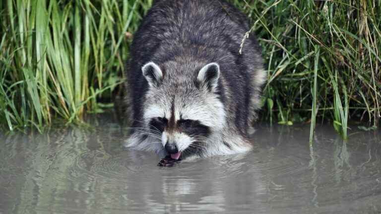 the outskirts of Berlin invaded by more than 1,000 raccoons, “you can see them every day”