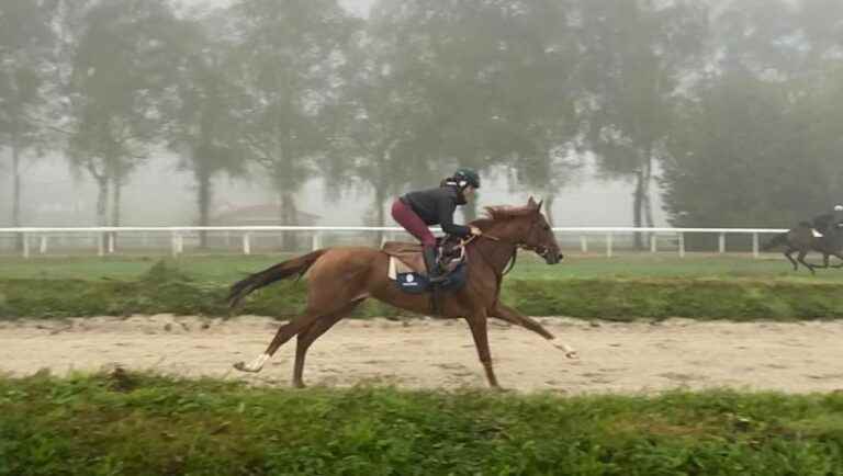 the racehorse’s working day with the trainer Charles Gourdain at the Domaine de Sers