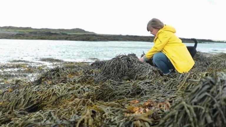 the “sea truffle”, a tasty seaweed from the cold