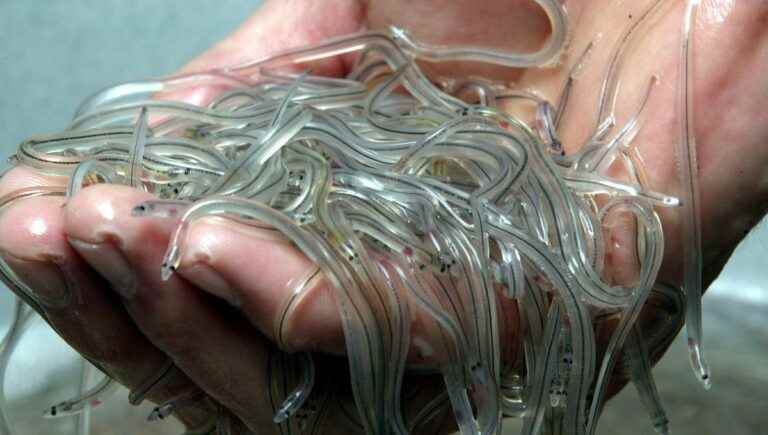 twelve men sentenced for poaching elvers