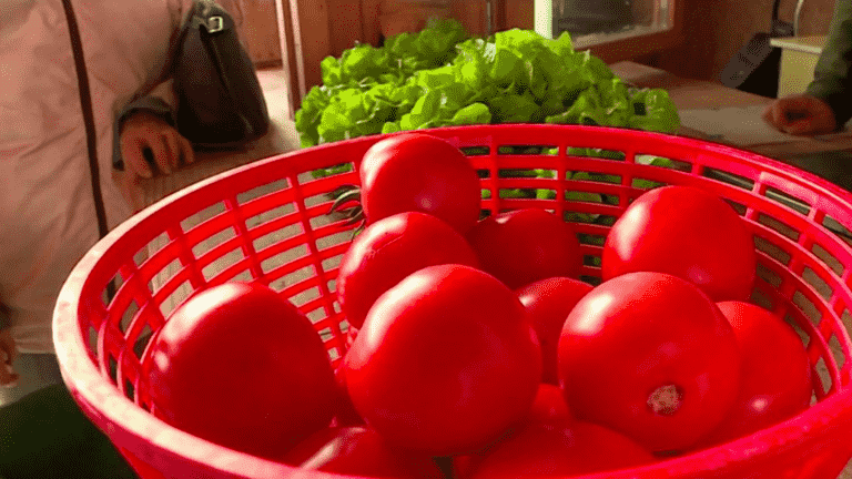 vegetables disturbed by the high heat of October