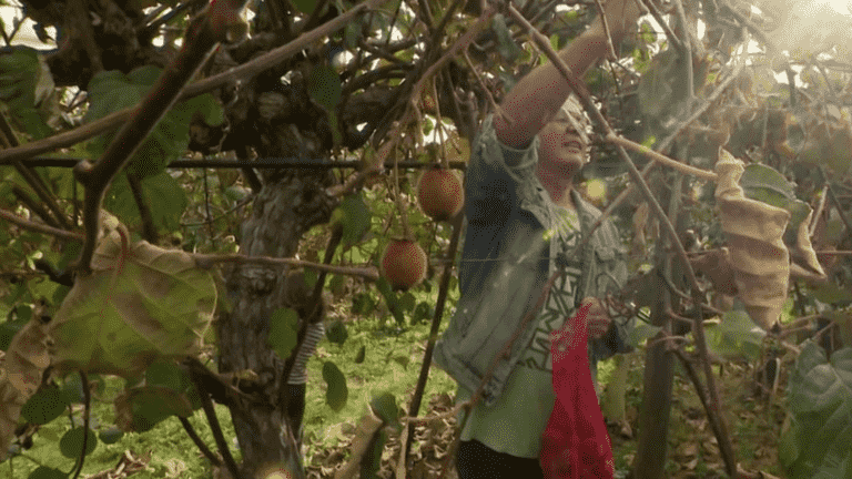 visitors stock up on kiwis in an orchard