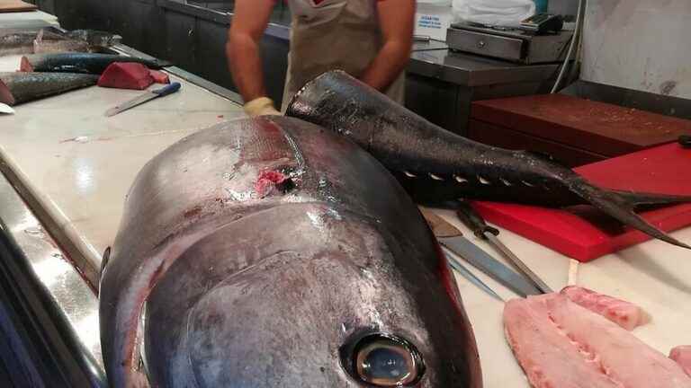 In the skin of information.  What you need to know about tuna fishing