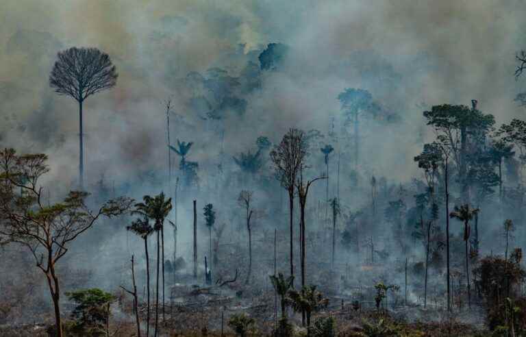 [Analyse] The destruction of biodiversity has a price even if it is not always translated into dollars