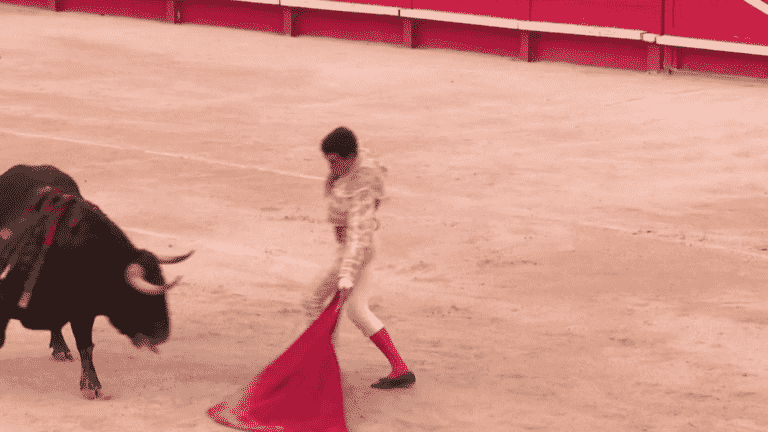 Animal welfare: the debate around the ban on bullfighting again in the arena