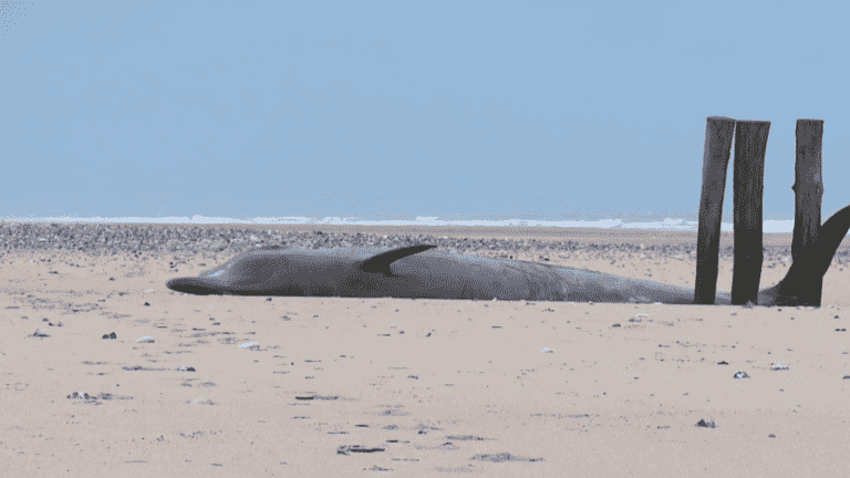 Biodiversity: a stranded whale dies on Sangatte beach