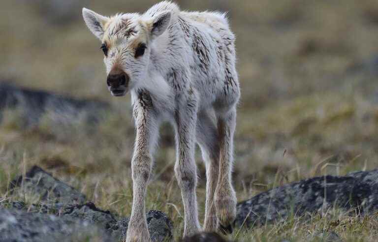 Biodiversity negotiations promise to be tough at COP15 in Montreal