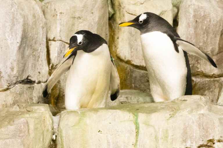 Biomimicry |  Penguins to the rescue of the pylons