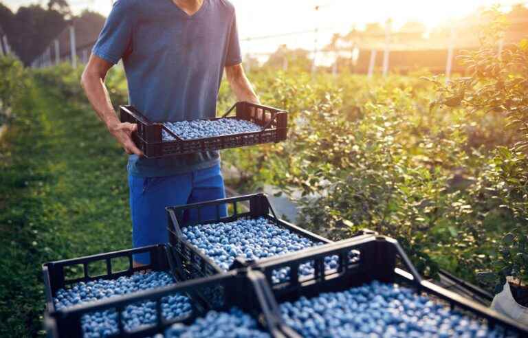 Blueberry fields will have to install more hives