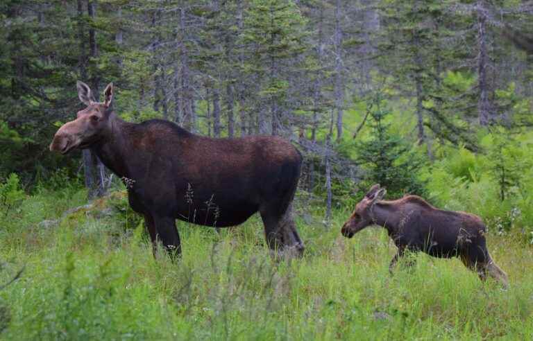 Boom in mining exploration permits in southern Quebec