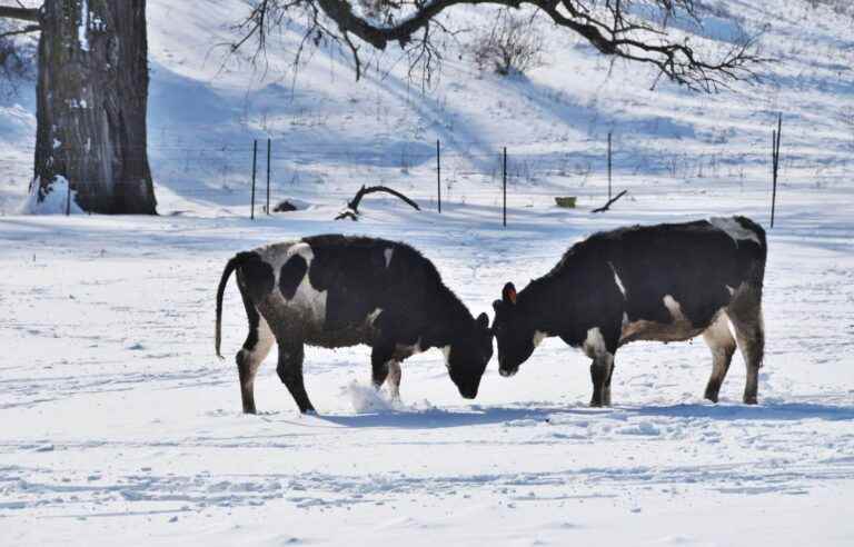 Can cows return to the wild?