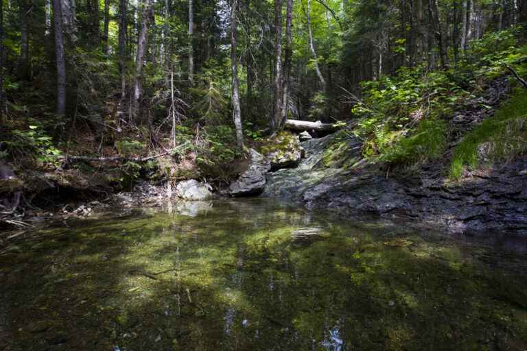 Climate Change |  The uncertain future of old growth forests in Quebec