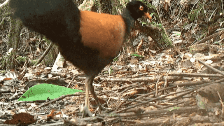 Considered extinct since 1882, scientists find pheasant pigeon in Papua New Guinea