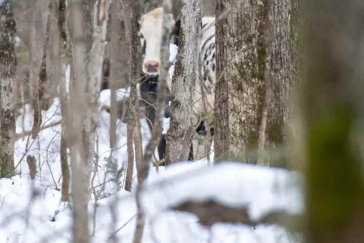 Cows on the run in Mauricie |  ” Come !  They are there, that’s where it’s happening!  »