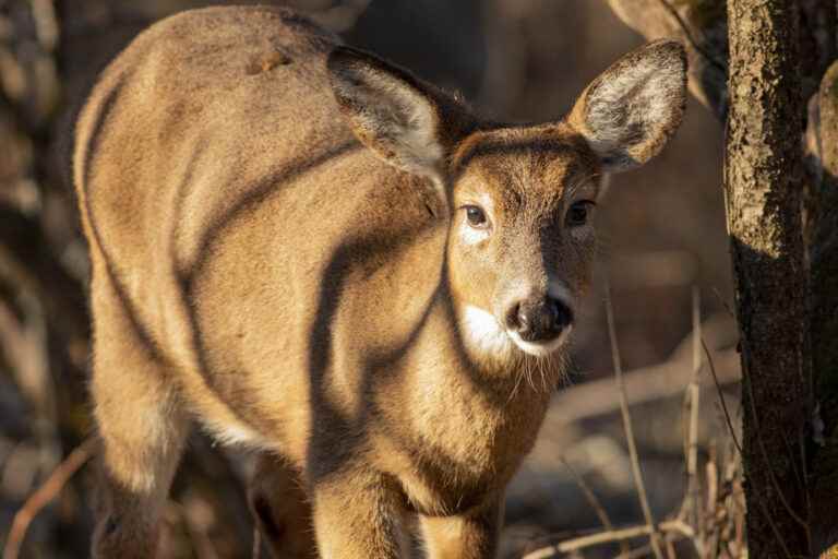 Deer in Michel-Chartrand Park |  Longueuil will have to wait for the decision of the Court of Appeal