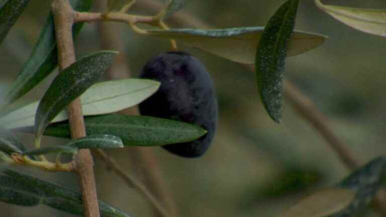 Drought: in the Alpilles, recycled water for olive trees