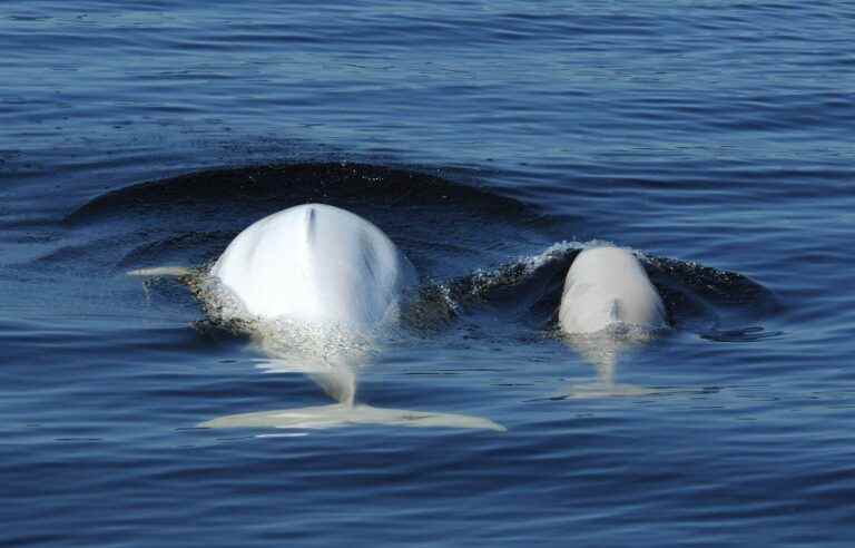 Expansion project of the only marine park in Quebec