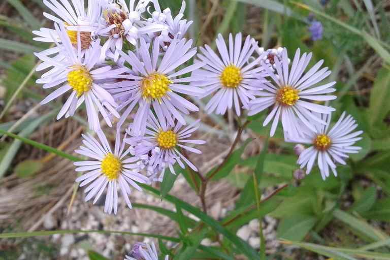 Flora threatened or vulnerable |  Quebec ignores 24 endangered plants