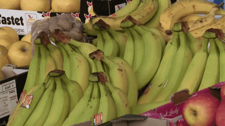 Food: towards an increase in the price of bananas