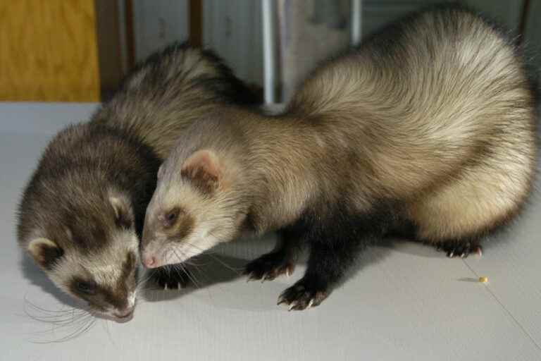 France |  Ferrets to hunt rats?