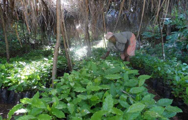 Haiti: supporting women farmers