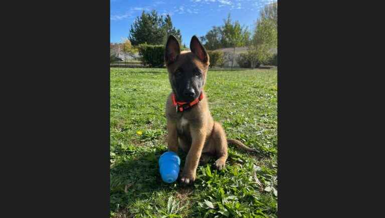 Here is Thor, the future anti-drug dog of the municipal police of Périgueux