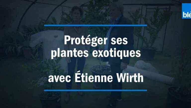 How to protect your exotic plants before winter, with our garden expert Étienne Wirth