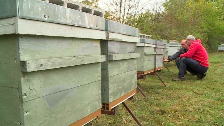 In Haute-Marne, connected hives come to the aid of beekeepers