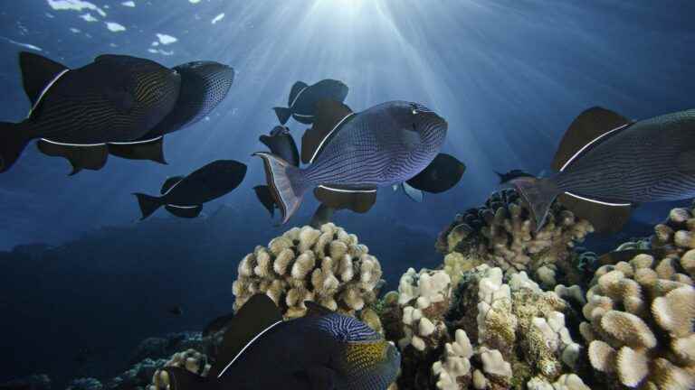 In Hawaii, three researchers demonstrate the effectiveness of marine protected areas for fish populations and fishermen