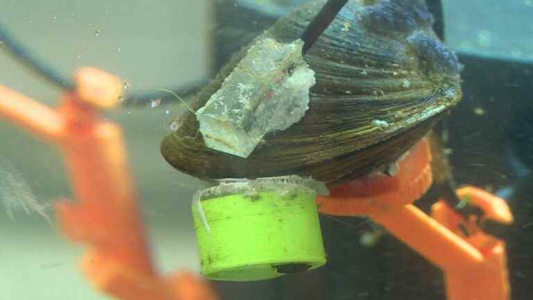 In Le Havre, connected mussels to detect water pollution