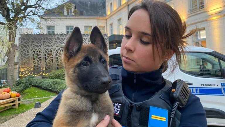 In the Dordogne, the municipal police of Périgueux recruits Thor, a sniffer dog