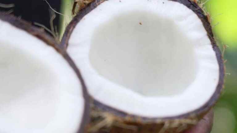 India: Coconut supports four million people in the country