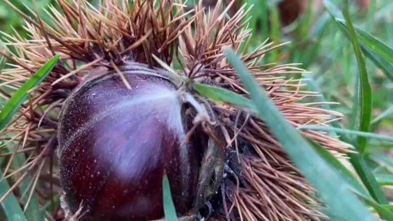 Italy: discovering the chestnuts of Tuscany