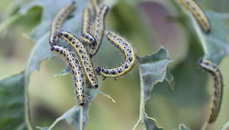 Let’s watch all the little beasts still there because of the mild temperatures