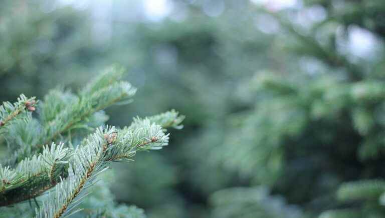 Loire Christmas tree producers worried about inflation and drought