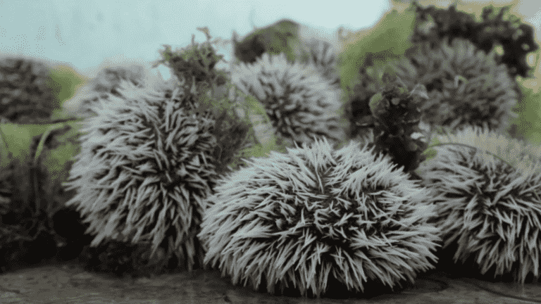 Martinique: white sea urchins are threatened by poaching