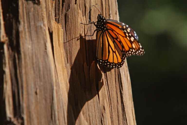 Montreal wants to help save five natural species