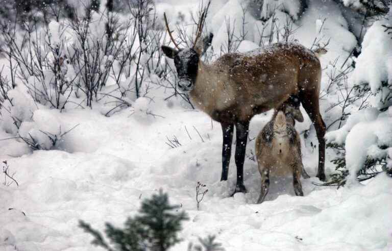 [Opinion] Quebec’s credibility threatened by caribou at COP15