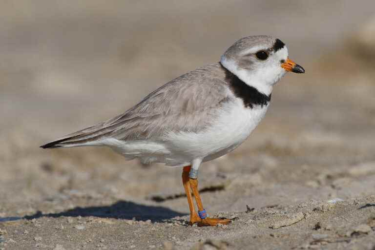 Protecting an endangered bird |  Federal government sued by environmentalists