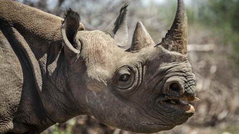 Rhino horns have shrunk in a century